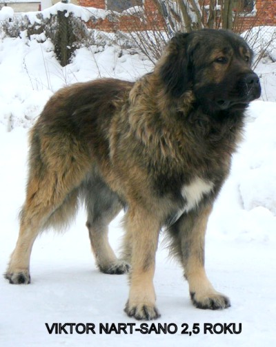 Car Viktor Nart-Sano